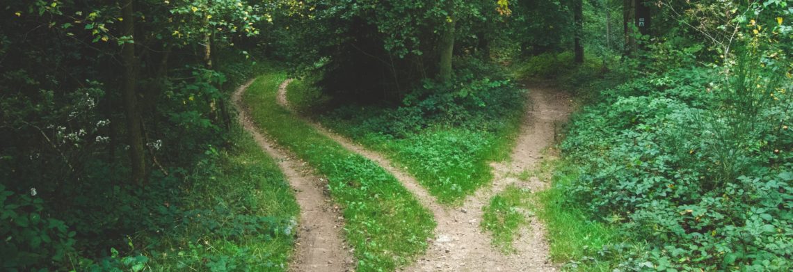 Photo of a pathway in a forest splitting into two heading in different directions.